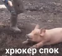 376x336