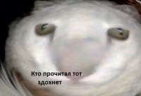 590x403