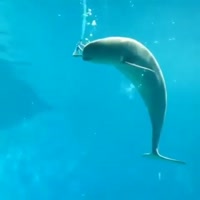 720x720