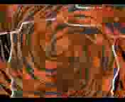 176x144