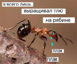 450x372