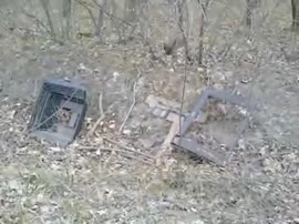 320x240