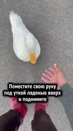 406x720