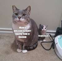 500x494