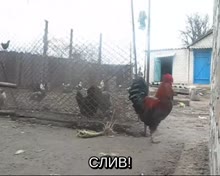 450x360