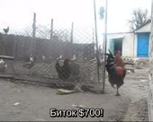 450x360
