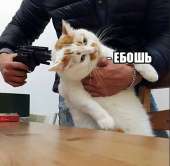 481x472