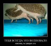 530x478