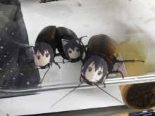 960x720