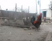 450x360