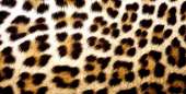500x254