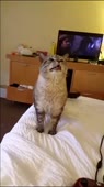 406x720