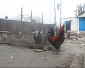450x360