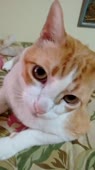406x720