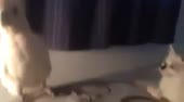 400x222