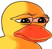 526x498