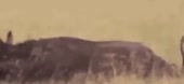360x166