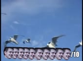 490x360