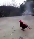 310x360