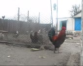 450x360