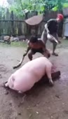 368x640