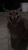 406x720