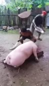 368x640