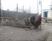 450x360
